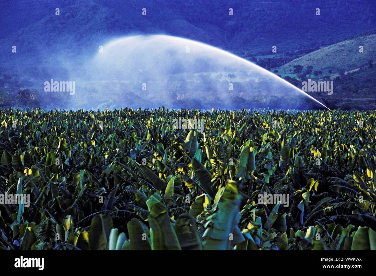 Bewässerungsspray auf der Banana Farm Stockfoto