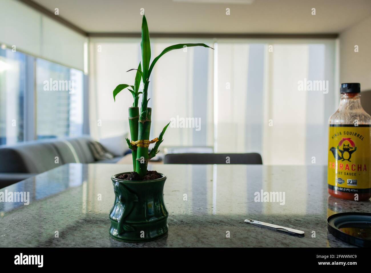 Bambuspflanze auf einer Theke genommen Stockfoto