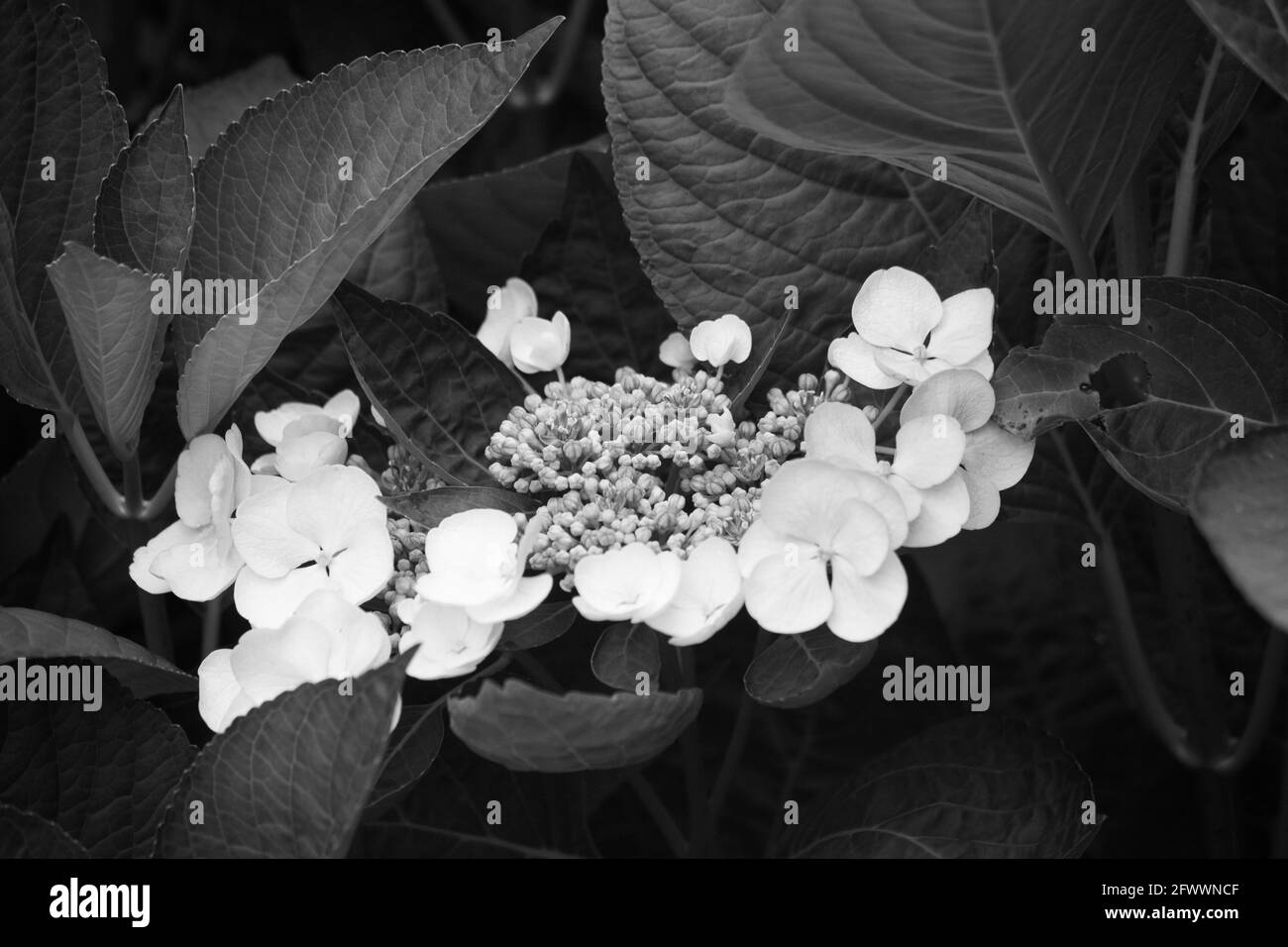 Hortensien in Schwarz und Weiß Stockfoto