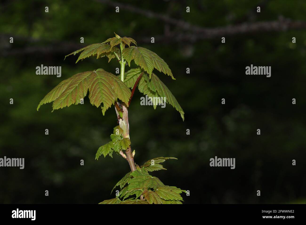 Pflanzen in der Natur Stockfoto