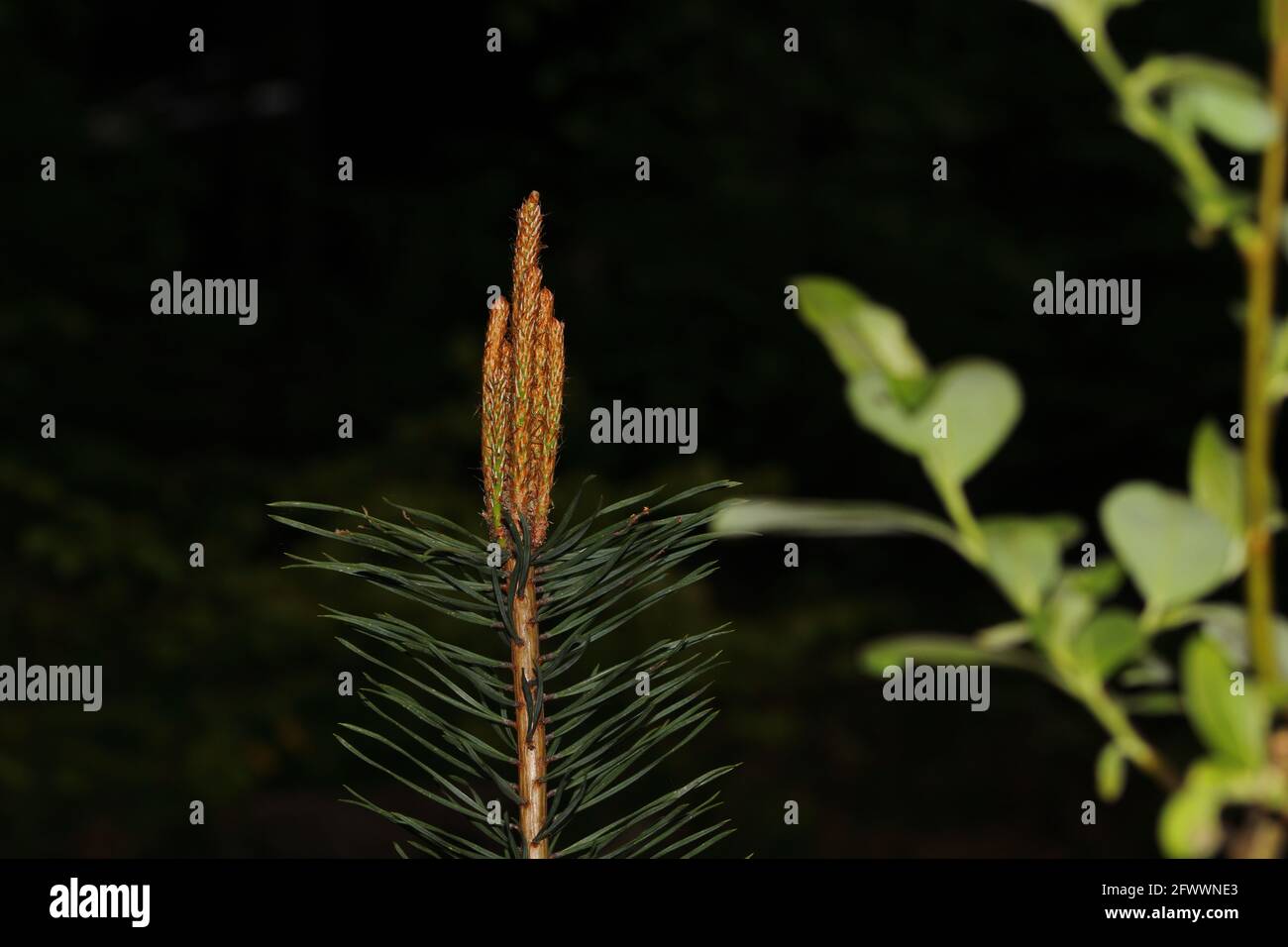 Pflanzen in der Natur Stockfoto