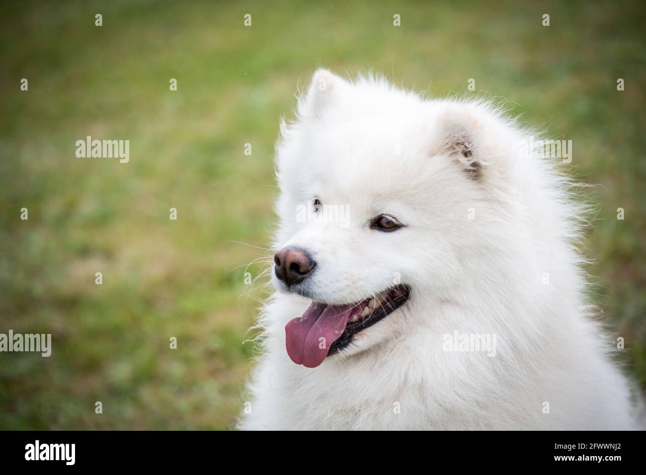 Samoyed Hund Stockfoto