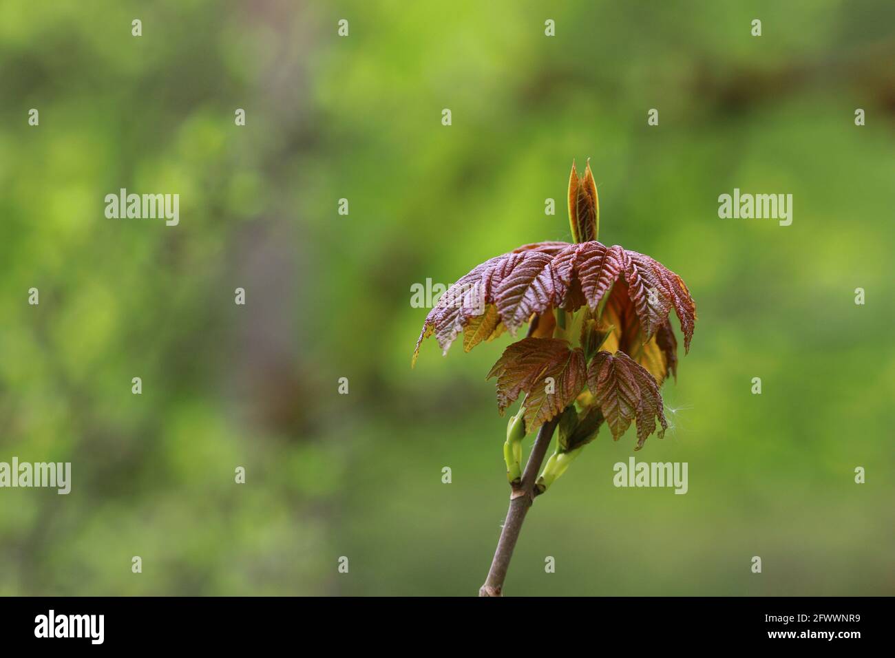 Pflanzen in der Natur Stockfoto