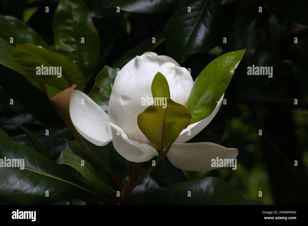 Blüte des süß riechenden Magnolienbaums Stockfoto