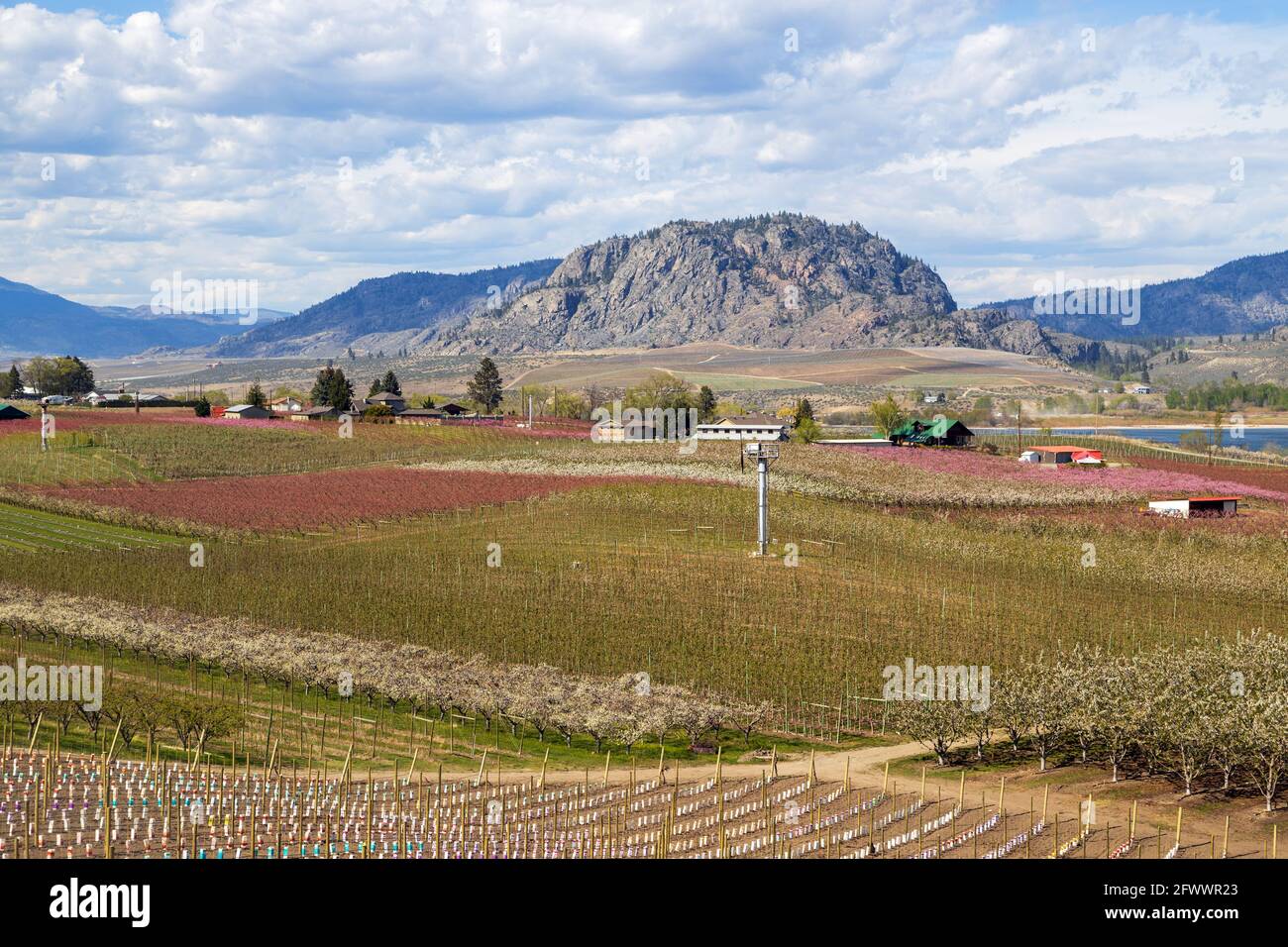 Blick auf die landwirtschaftliche Landschaft und Weinberge während der Frühjahrssaison in Osoyoos im Okanagan Valley, British Columbia, Kanada. Stockfoto