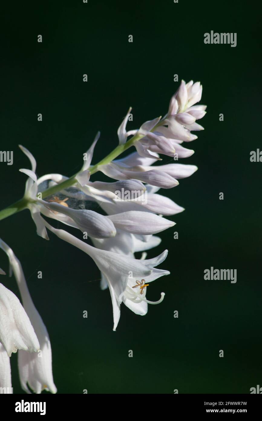 Weiße Blume wächst im Garten Stockfoto