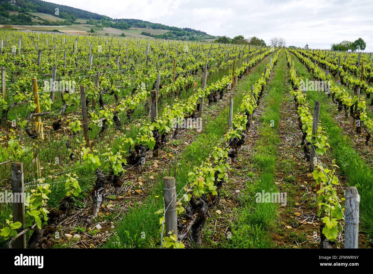 Vineyards, Santenay, Burgund, Region Bourgogne-Franche-Comté, Frankreich Stockfoto