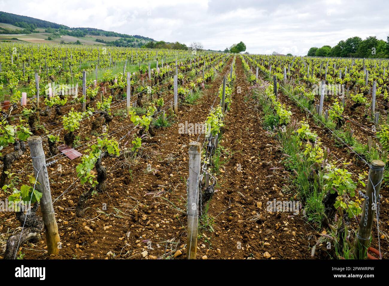 Vineyards, Santenay, Burgund, Region Bourgogne-Franche-Comté, Frankreich Stockfoto