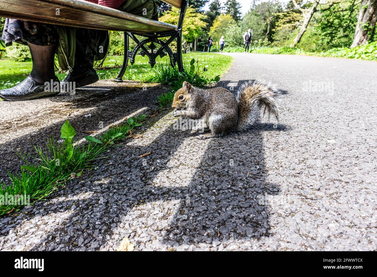 Ein unternehmungslustiger Eichhörnchen entdeckt eine Essgelegenheit. Stockfoto