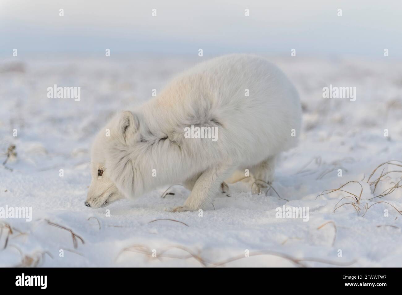 Polarfuchs (Vulpes Lagopus) im Winter in sibirischer Tundra mit industriellem Hintergrund. Stockfoto