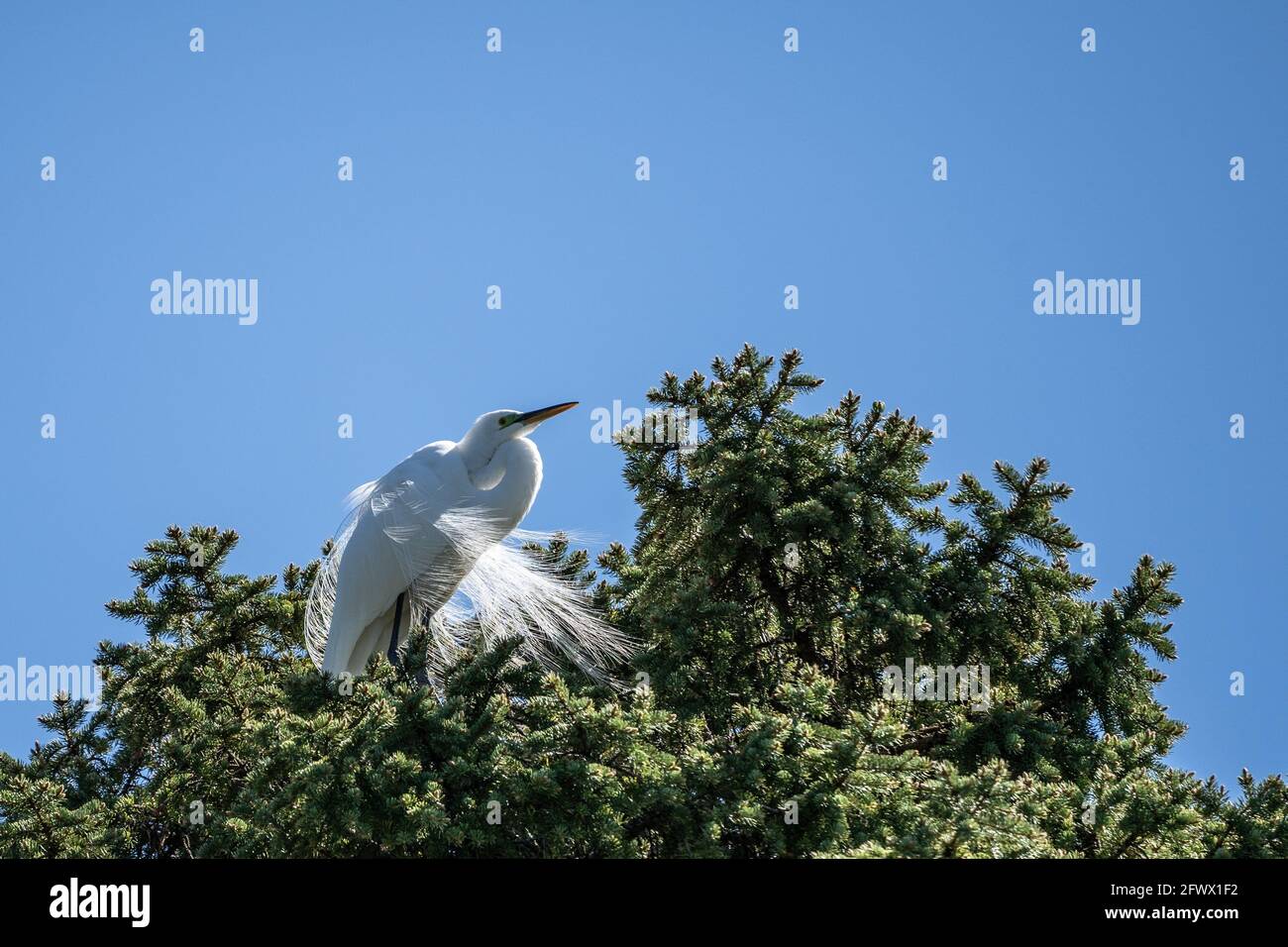 Großer Weißer Reiher (Ardea alba), der in einem Baum vor blauem Himmel thront. Stockfoto