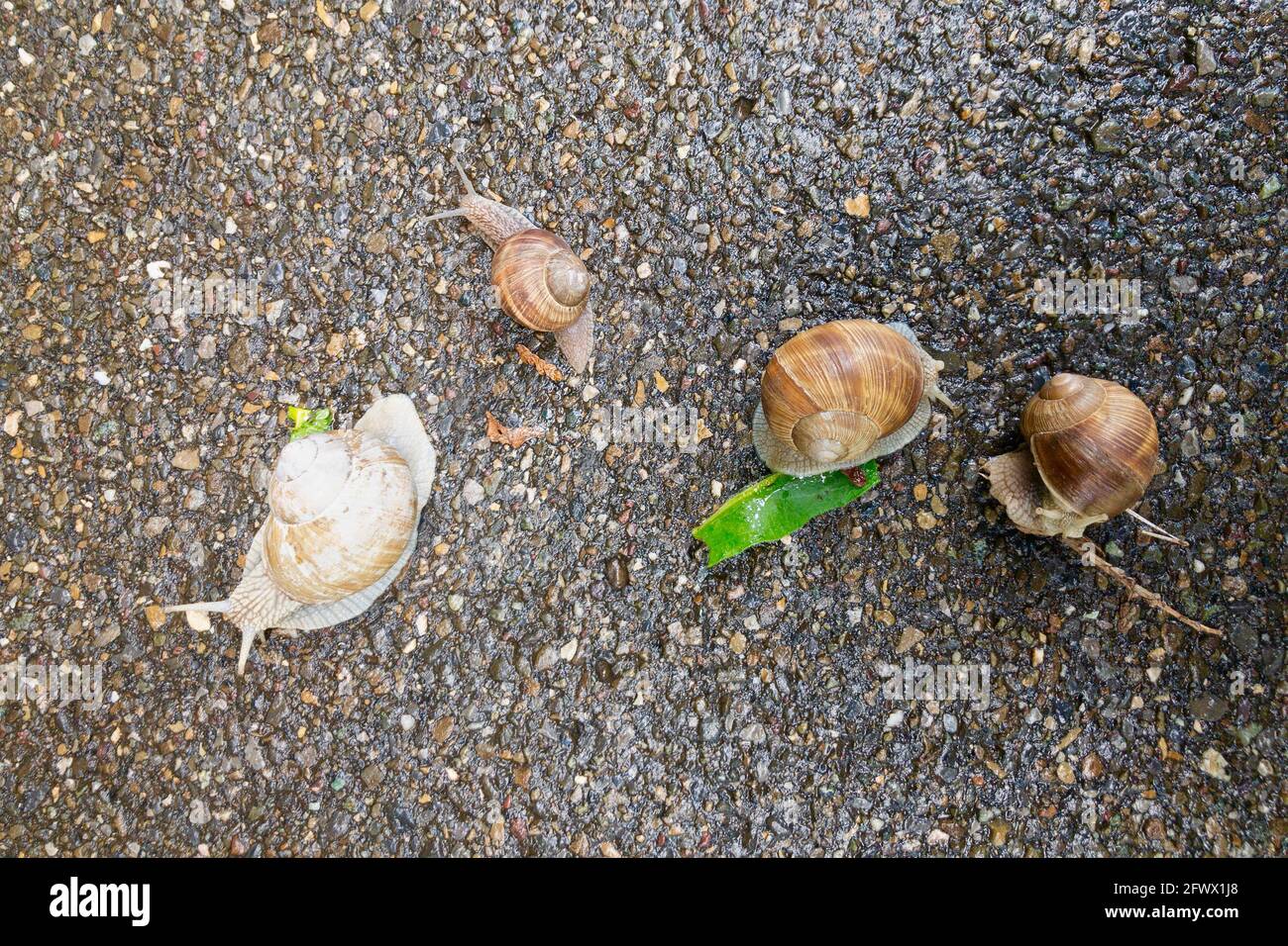 Draufsicht auf vier Helix-Pomatia-Schnecken, die auf einem kriechen Straße in der Schweiz Stockfoto