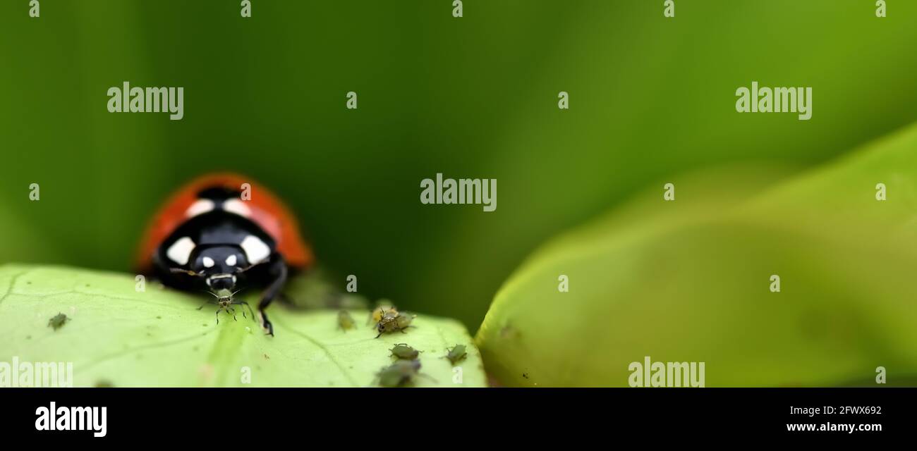 Natürliche Schädlingsbekämpfung: Detail eines Marienkäfer, der eine Blattlaus auf einem Baumblatt frisst Stockfoto
