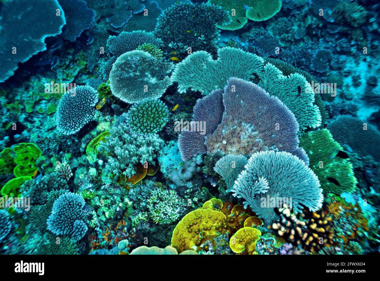 Üppiges, hartes Korallenwachstum, Salomonen Stockfoto