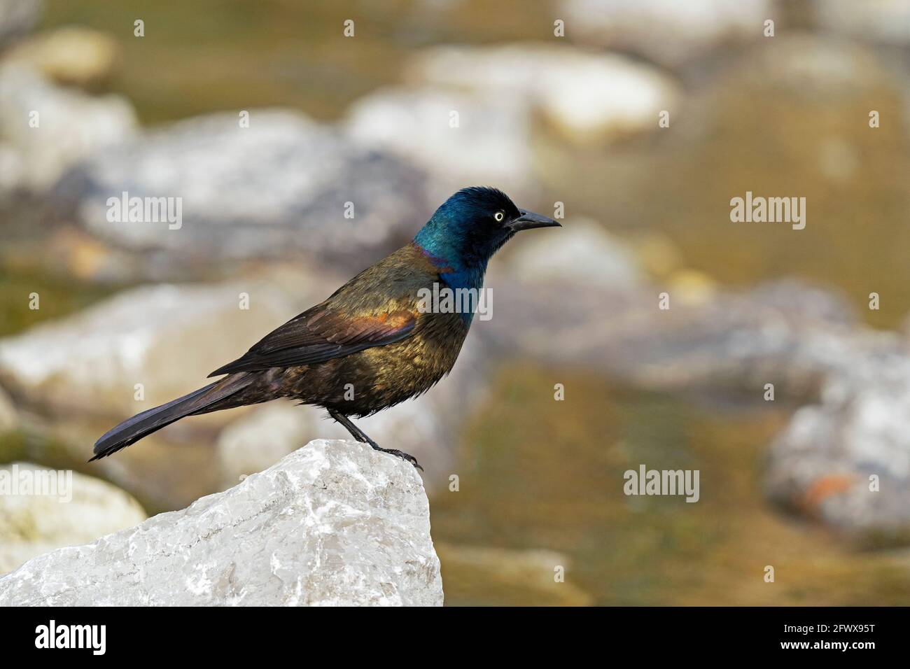 Gewöhnlicher Greifling, (Quiscalus quiscula), Erwachsener Stockfoto Gewöhnlicher Greifling, (Quiscalus quiscula), Erwachsener Stockfoto
