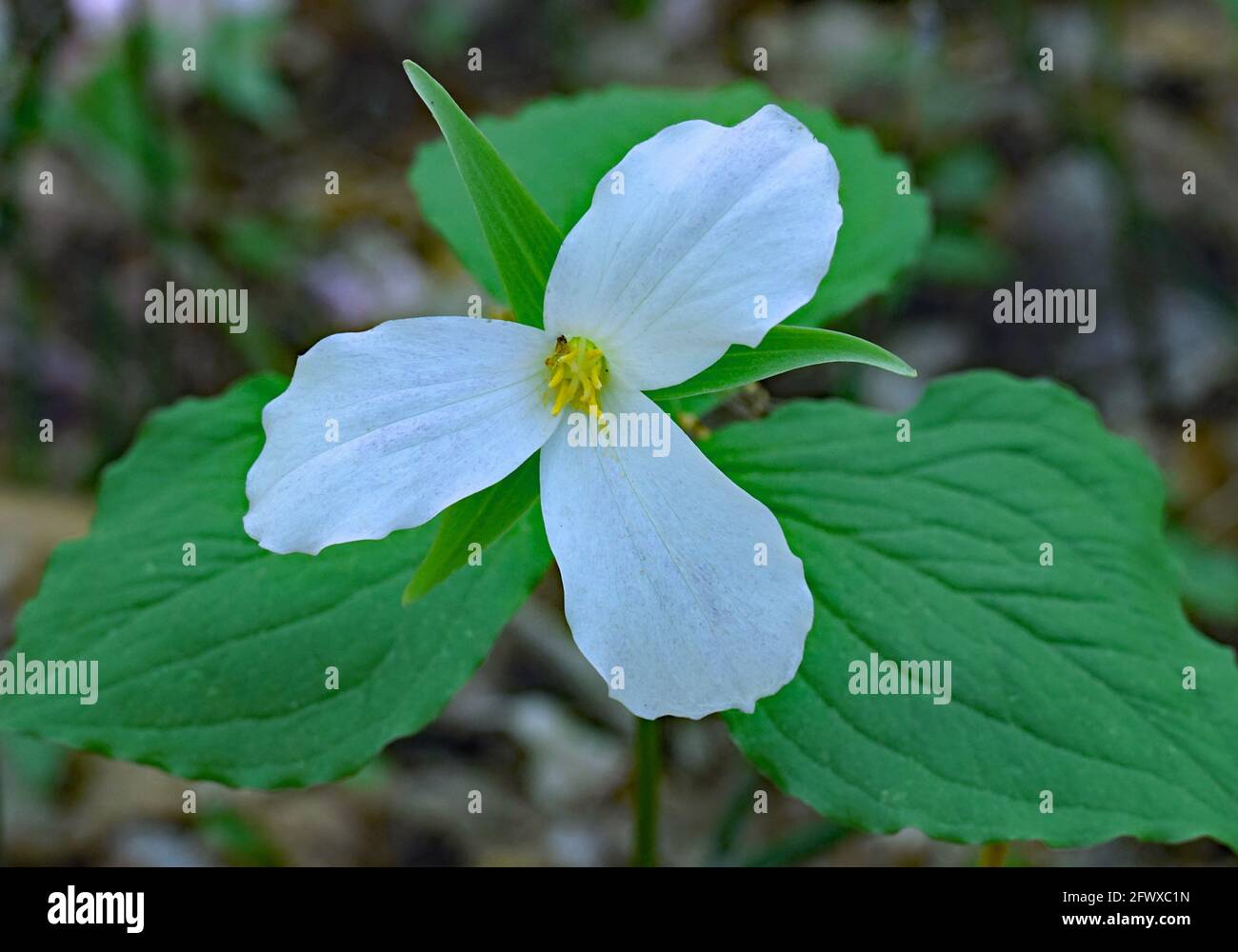Trillium, eine dreiblättrige weiße Blume, die in schattigen Gebieten im Wald wächst, das florale Symbol der Provinz Ontario Stockfoto