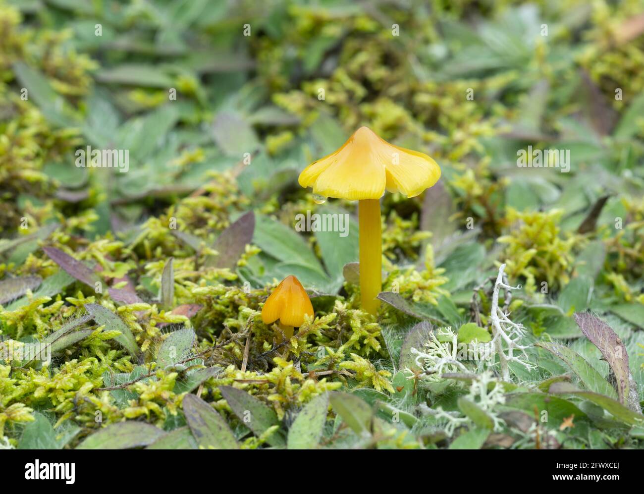 Konische Wachskappe, Hygrocybe conica wächst in natürlicher Umgebung Stockfoto