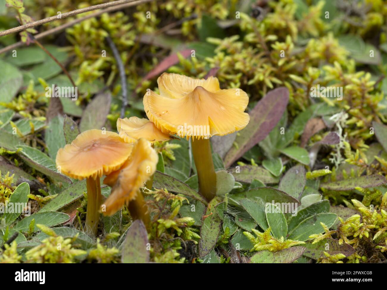 Konische Wachskappe, Hygrocybe conica wächst in natürlicher Umgebung Stockfoto