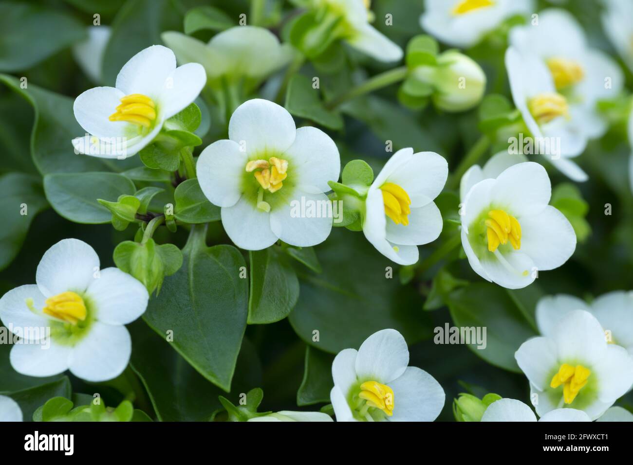Blühendes persianviolett, Exacum affine Stockfoto