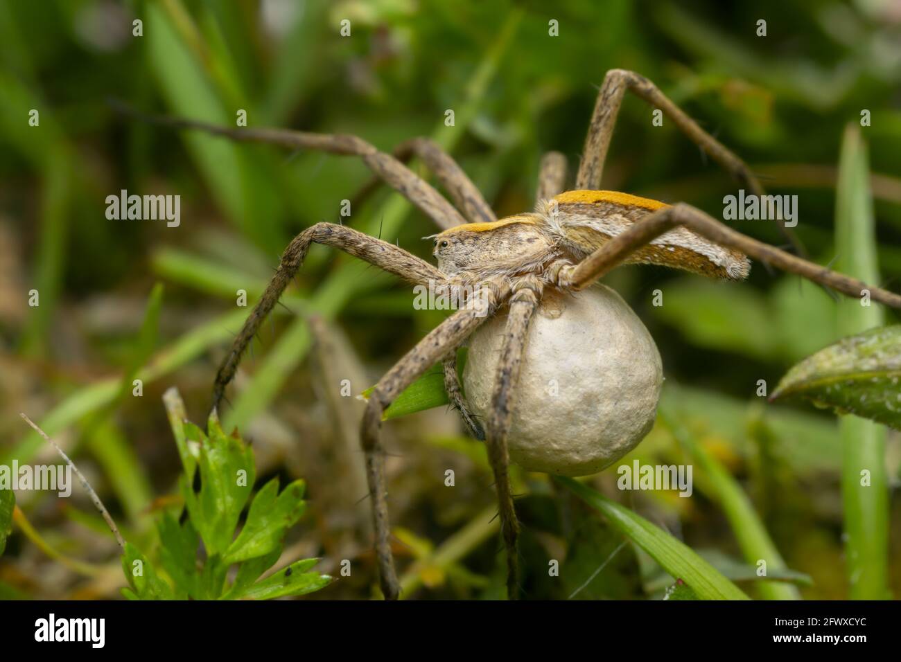 Weibliche Baumschule Netz Spinne, Pisaura mirabilis unter Gras trägt Eiersack, Makro-Foto Stockfoto