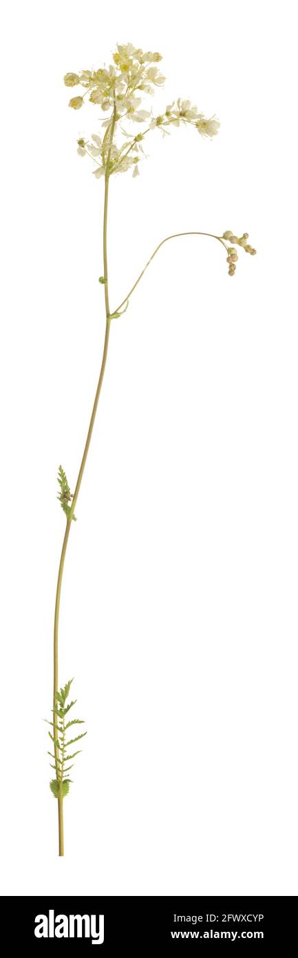 Dropwort, Filipendula vulgaris isoliert auf weißem Hintergrund Stockfoto
