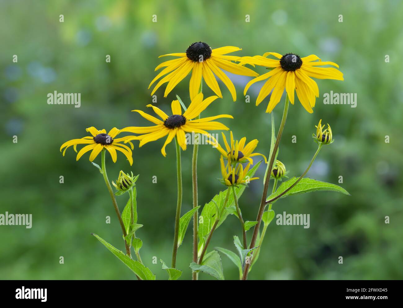 Blühende Rudbeckia, Koneblüten Stockfoto