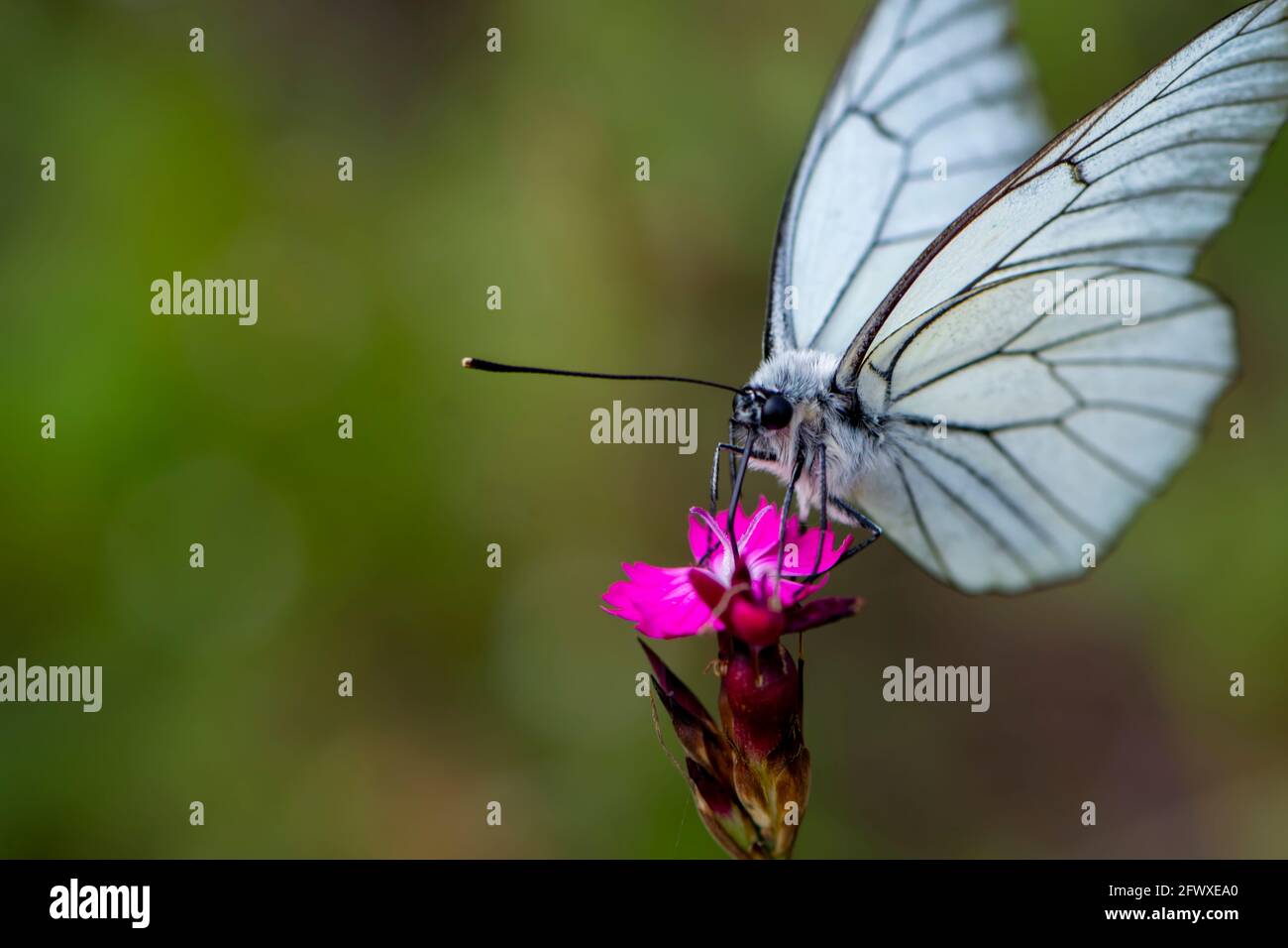 Schwarz geädert weißen Schmetterling sitzt auf der wilden rosa Blume Stockfoto