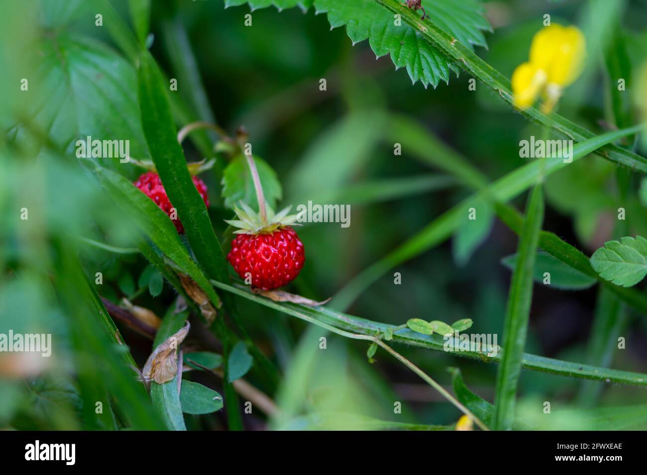 Wilde Erdbeere wächst auf der Wiese aus nächster Nähe Stockfoto