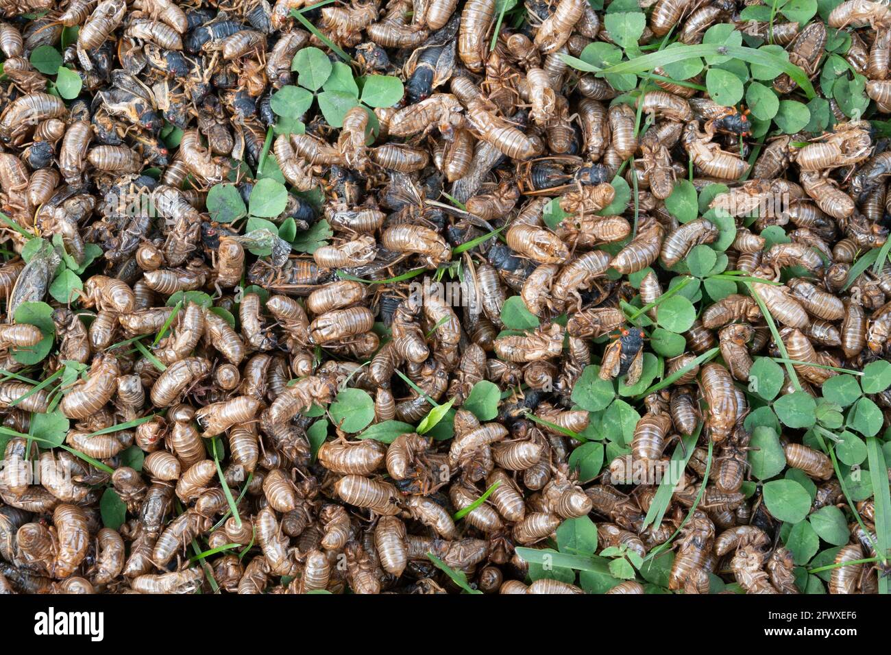 Exoskelette, Nymphen und Erwachsene 17-jährige brüten X-Zikaden auf dem Boden unter einem Baum im Osten von Illinois während 2021 Emergence. Stockfoto