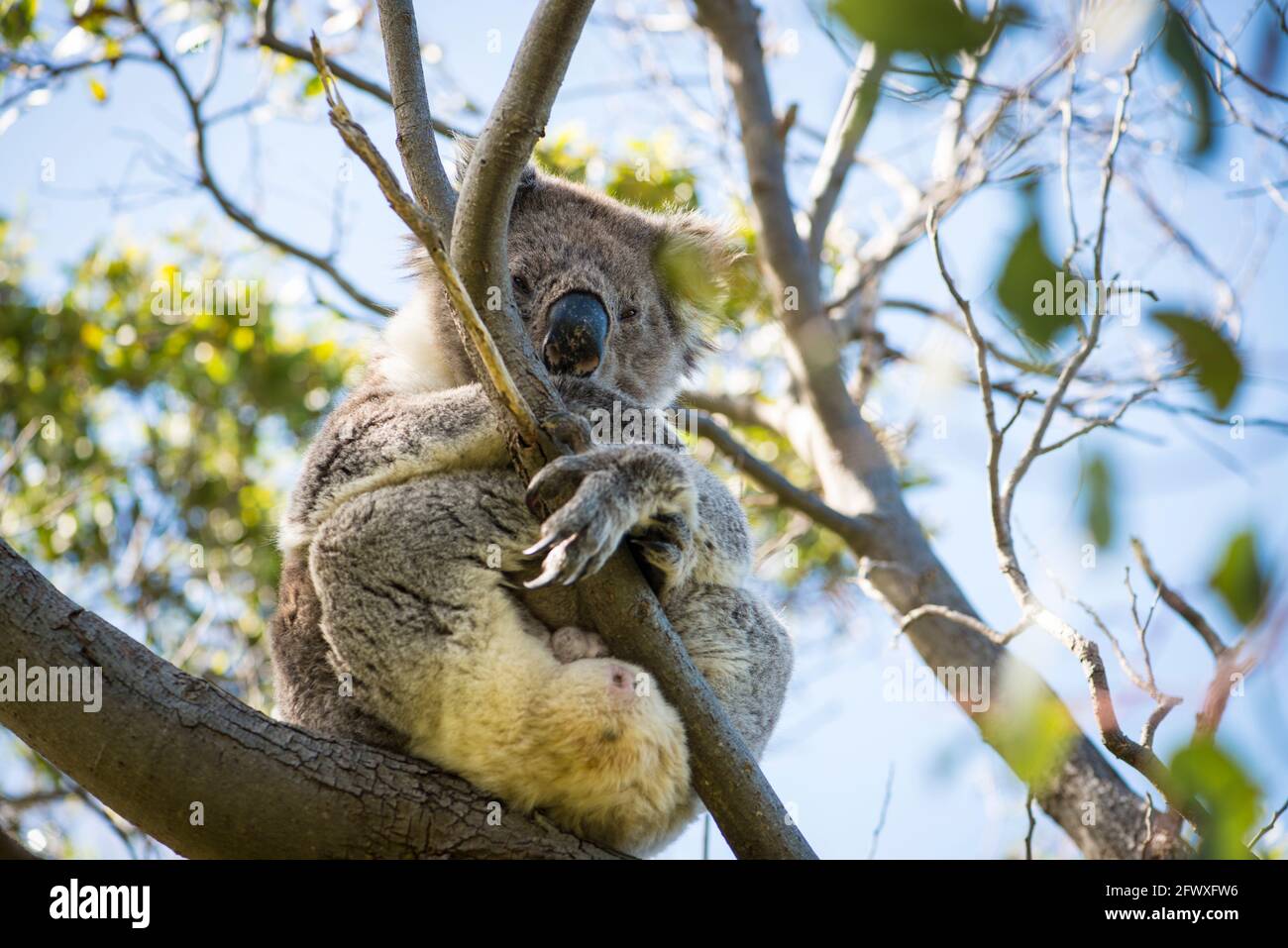 Koala, Tower Hill, Victoria Stockfoto