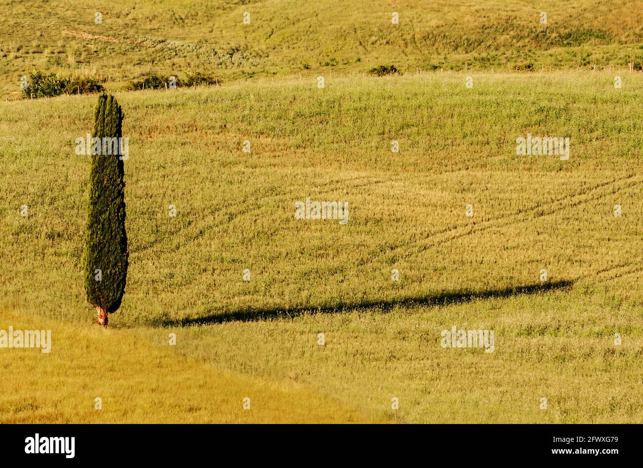 Farbige Ansicht der toskanischen Landschaft mit Zypresse, Italien Stockfoto