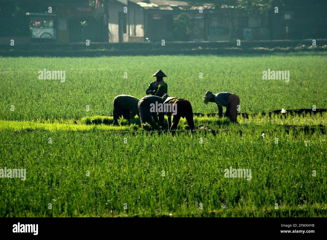 Farmerinnen, die auf Reisfeldern in Bandung, West-Java, Indonesien, arbeiten. Die globale Erwärmung wird weitere, erhebliche Auswirkungen auf die Reisproduktion haben, wenn sie nicht gut gemildert wird, so ein wissenschaftliches Dokument, das sich auf Klimarisiken konzentriert und kürzlich von der Weltbank-Gruppe und der Asiatischen Entwicklungsbank veröffentlicht wurde. „Reis ist besonders empfindlich gegenüber Temperaturänderungen“, heißt es im Bericht, während gleichzeitig globale Veränderungen der El-Nino-Muster - angetrieben durch den Klimawandel - wahrscheinlich den Beginn und die Dauer der Regenzeit beeinflussen werden. Stockfoto