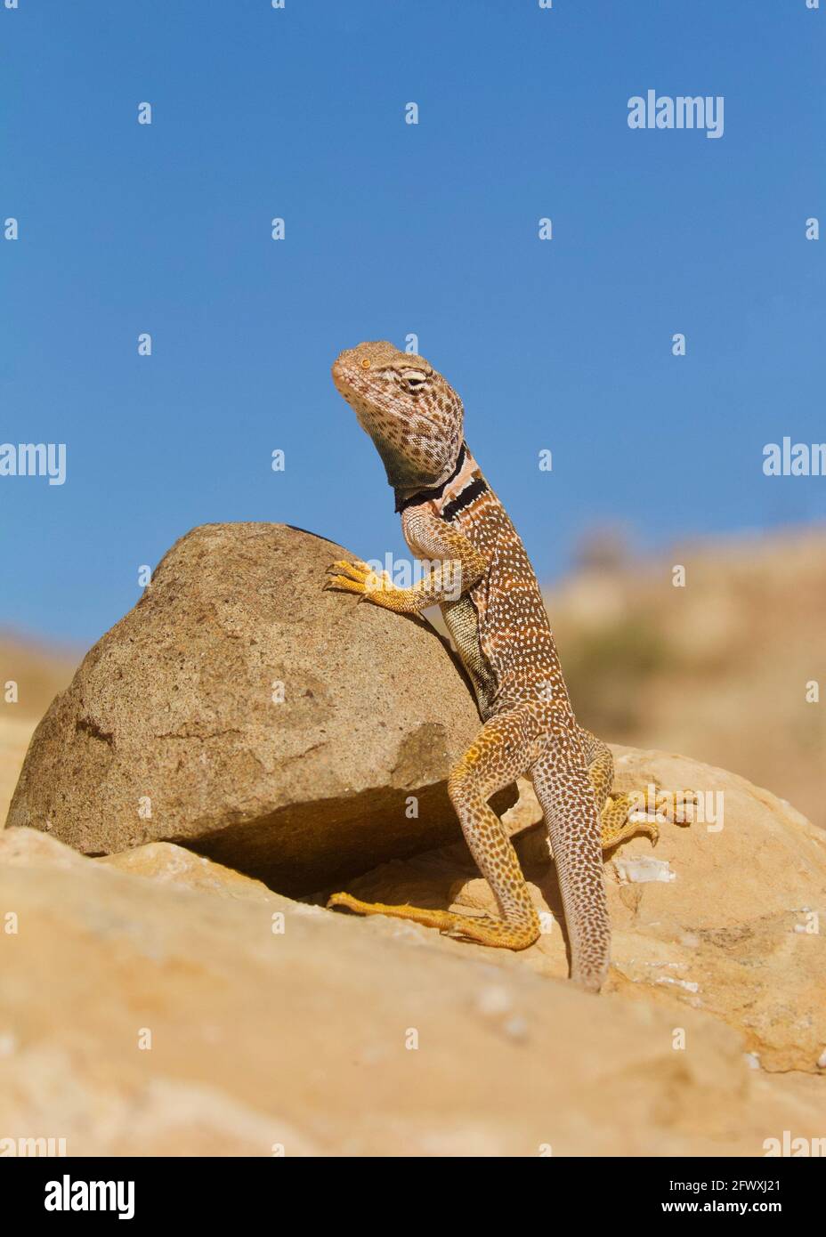 Great Basin Collared Lizard in situ auf Felsen im Grand Canyon in Arizona ... auch bekannt als Desert Collared Lizard Stockfoto Great Basin Collared Lizard in situ auf Felsen im Grand Canyon in Arizona ... auch bekannt als Desert Collared Lizard Stockfoto