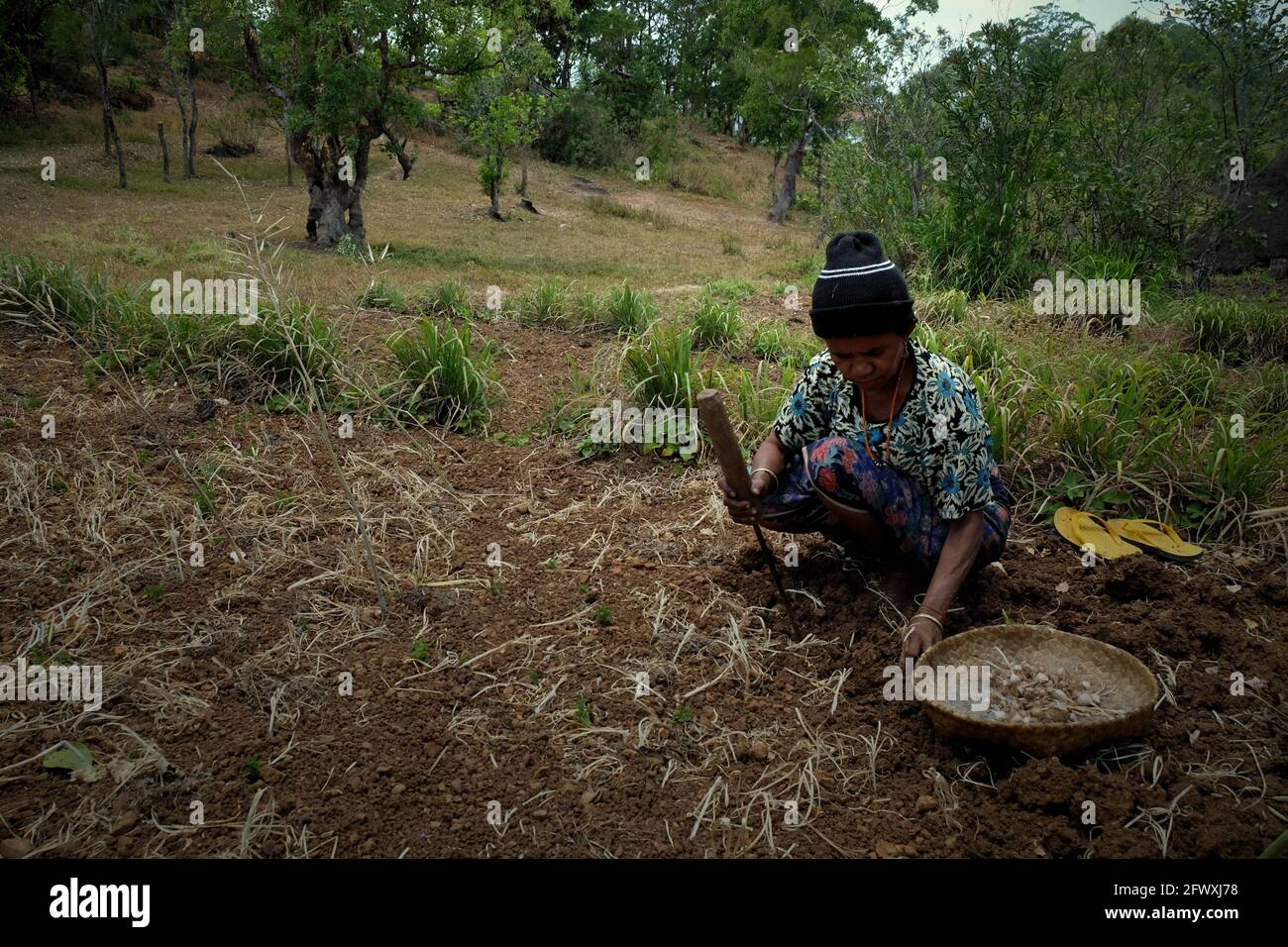 Yuliana Fuka arbeitet auf ihrem trockenen Ackerland im Dorf Fatumnasi, Süd-Zentral-Timor, Ost-Nusa Tenggara, Indonesien. Die Landwirte bewirtschaften häufig die am stärksten von Dürre und anomalen Wetterereignissen gefährdeten Gebiete, so eine wissenschaftliche Bewertung aus dem Jahr 2021, die sich auf das Klimarisiko konzentriert und von der Weltbank-Gruppe und der Asiatischen Entwicklungsbank veröffentlicht wurde. Zudem seien ärmere Landwirte und Gemeinden am wenigsten in der Lage, sich lokale Wasserspeicher, Bewässerungsinfrastruktur und Technologien zur Anpassung an den Klimawandel zu leisten, hieß es im Bericht. Stockfoto