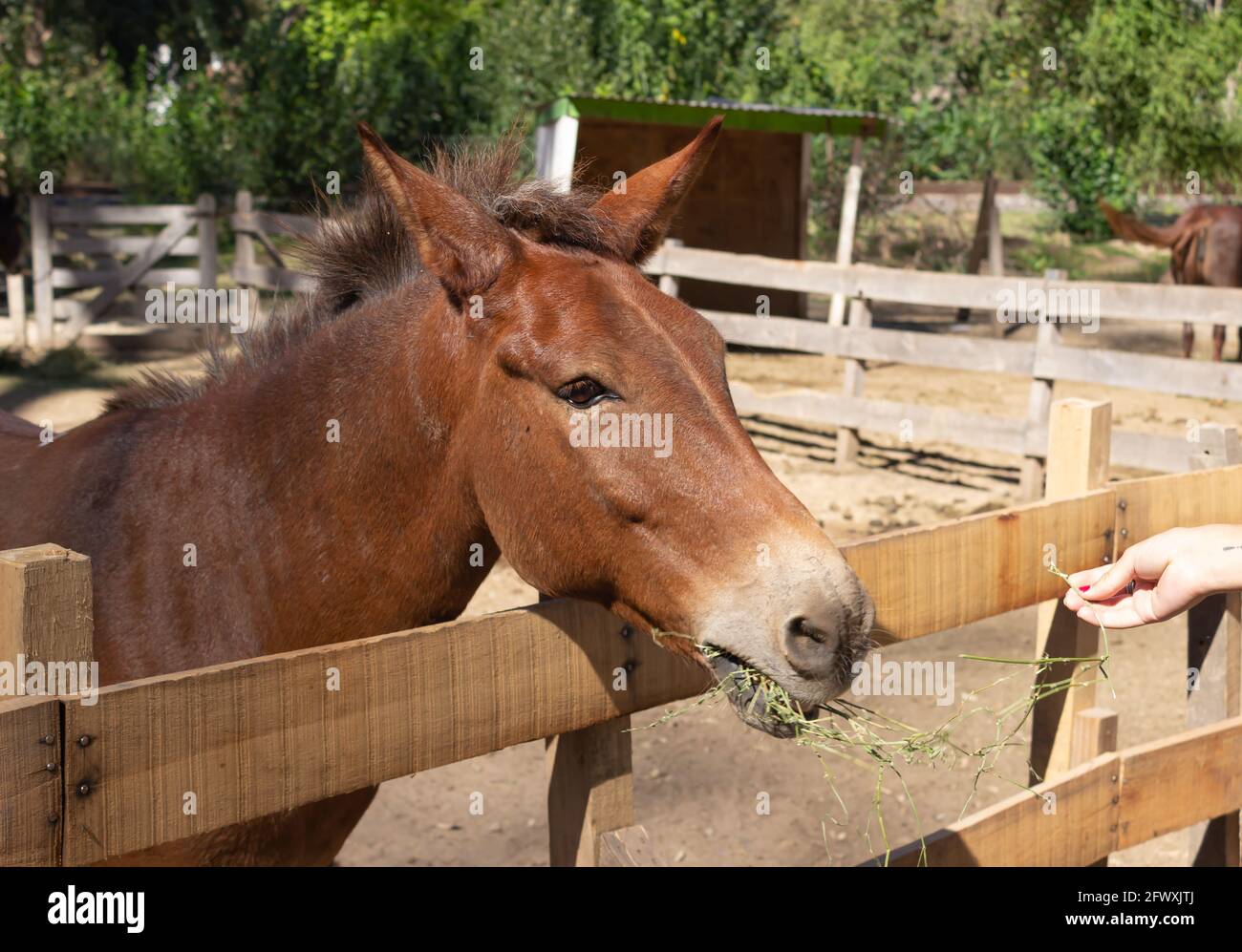 Braunes Pferd (equus ferus) auf dem Bauernhof. Stockfoto