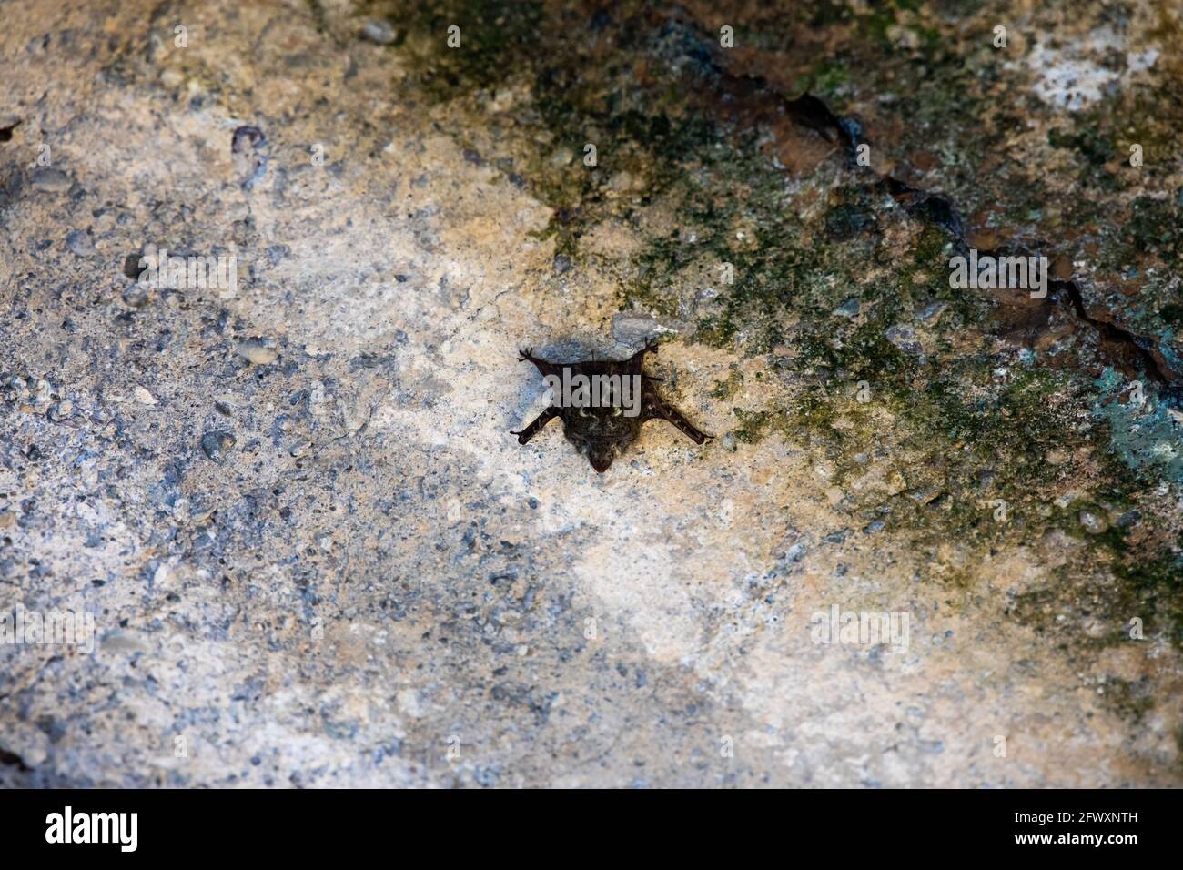 Die Proboscis Fledermaus (Rhynchonycteris naso) bekannt als (brasilianische) langnasige Proboscis, scharfnasige und Flussfledermaus im Damas Island Mangrovenwald in Quesp Stockfoto