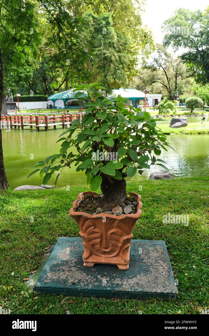 Bonsai, ein kleiner Baum, der in einem Topf mit einer alten asiatischen  Technik angebaut wird, im japanischen Garten von Buenos Aires, Argentinien  Stockfotografie - Alamy