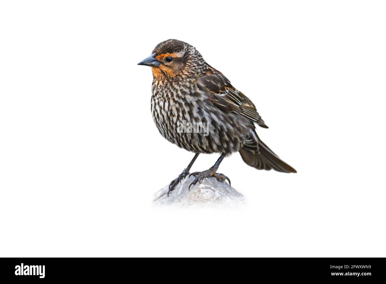 Rotflügeliger Amsel, (Agelaius phoeniceus), weiblicher Ausschnitt, auf weißem Hintergrund Stockfoto