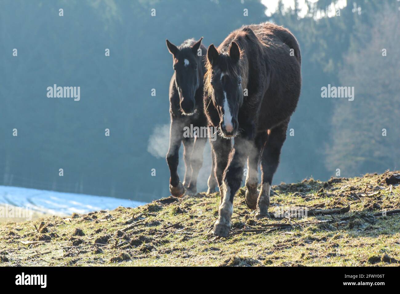 Zwei schwarze Pferde auf einem Winter-Paddock Stockfoto
