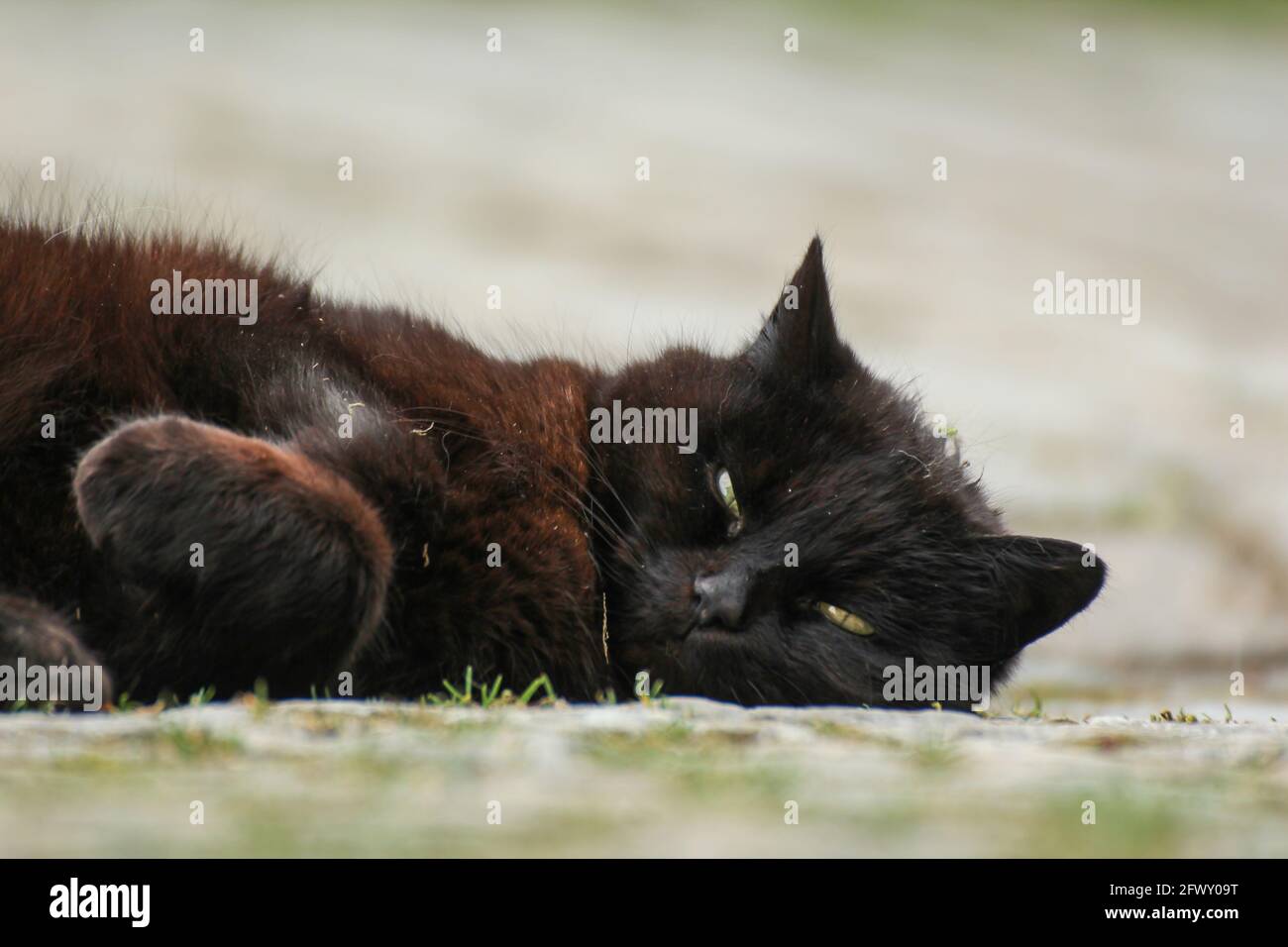 Porträt einer erwachsenen schwarzen Katze Stockfoto