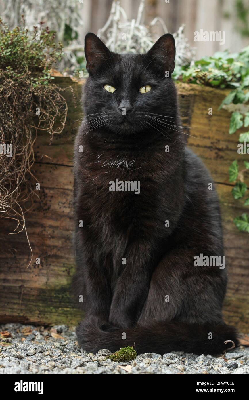 Porträt einer erwachsenen schwarzen Katze Stockfoto