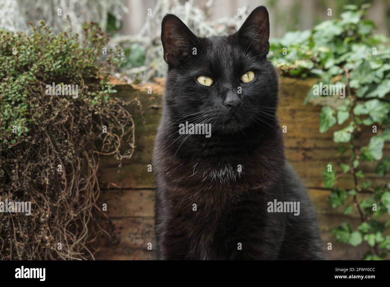 Porträt einer erwachsenen schwarzen Katze Stockfoto