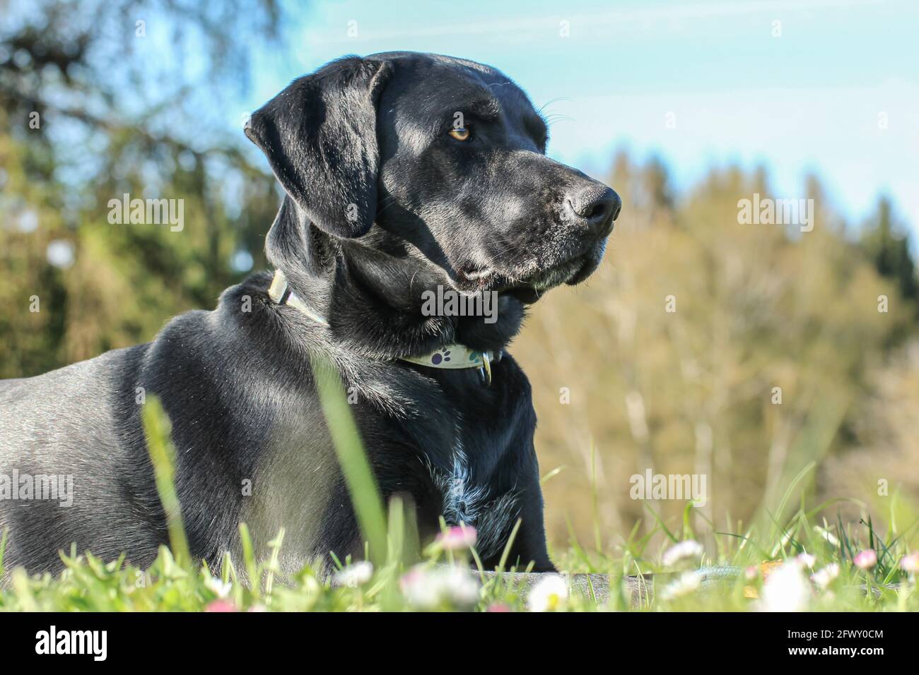 Porträt eines jungen schwarzen labrador Retriever Stockfoto