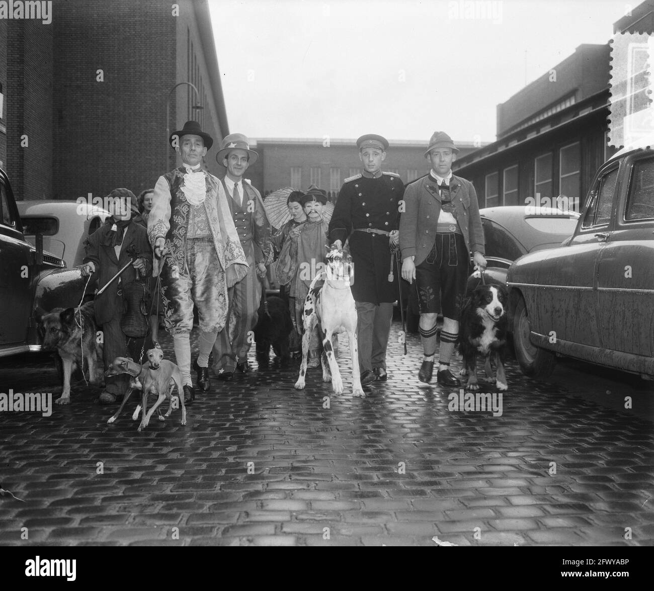 Pedigree Hundeausstellung Utrecht, 9. November 1952, Niederlande, Presseagentur des 20. Jahrhunderts, Foto, zu erinnerende Nachrichten, Dokumentarfilm, historischer Photograp Stockfoto