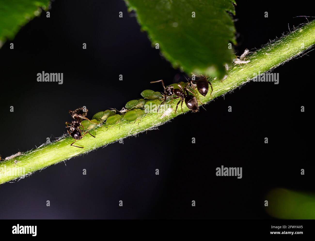 Ameisen am kirschbaum blattläuse und Blattläuse am