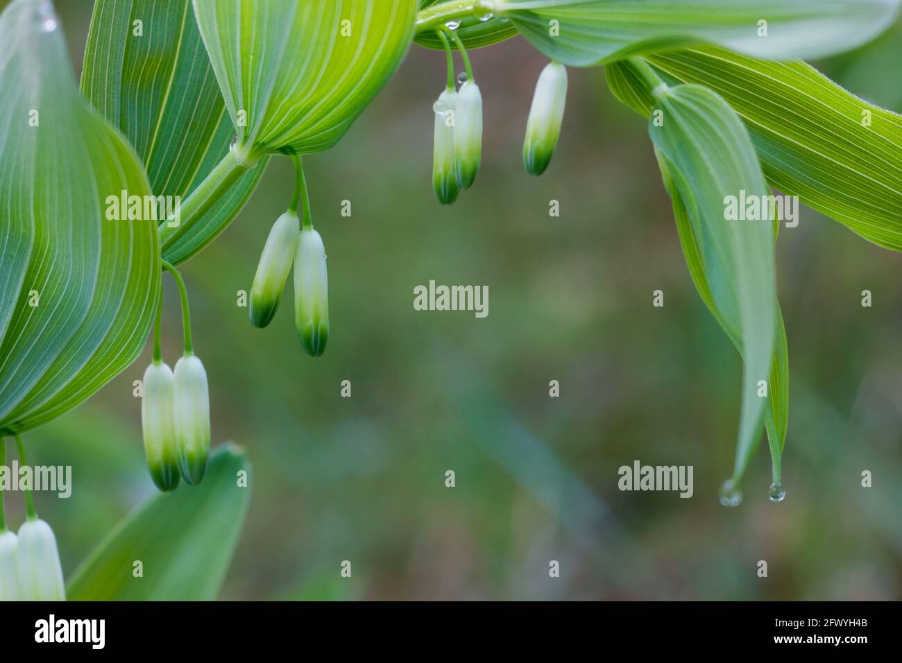 Polygonatum odoratum, duftender Sealzweig von Solomon mit Blumen in Waldnähe selektiver Fokus Stockfoto