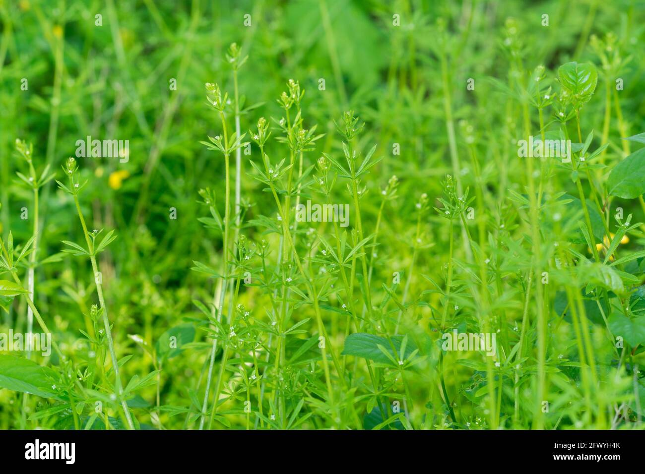 Galium aparine, Anhalter, Spalten in Waldnähe selektiver Fokus Stockfoto