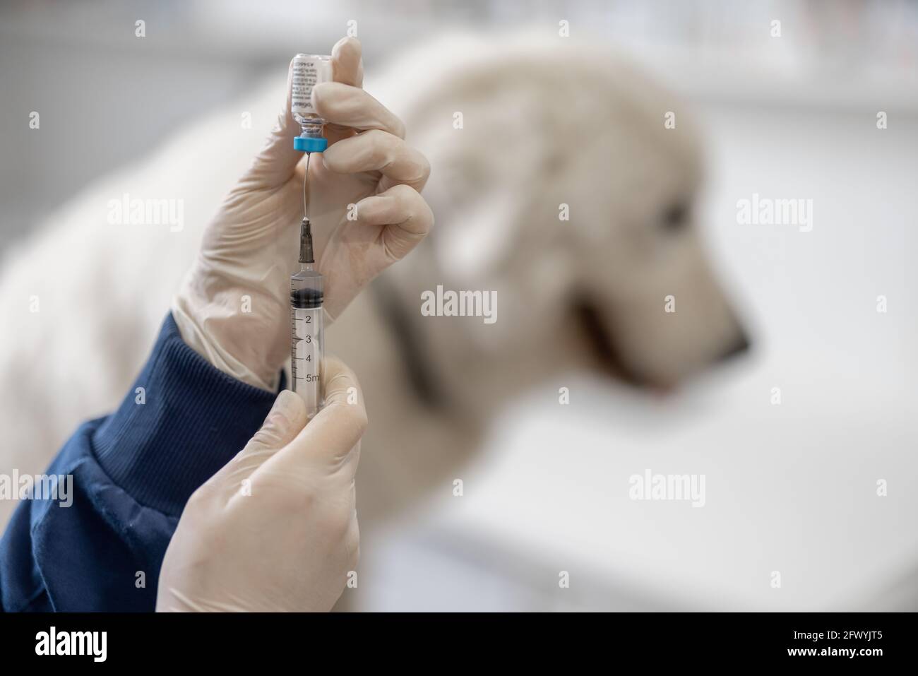 Tierarzt hält Spritze mit Impfstoff in der Nähe von großen weißen Hund in  der Klinik. Behandlung und Tierpflege. Jährliche Tollwutimpfung.  Nahaufnahme Stockfotografie - Alamy
