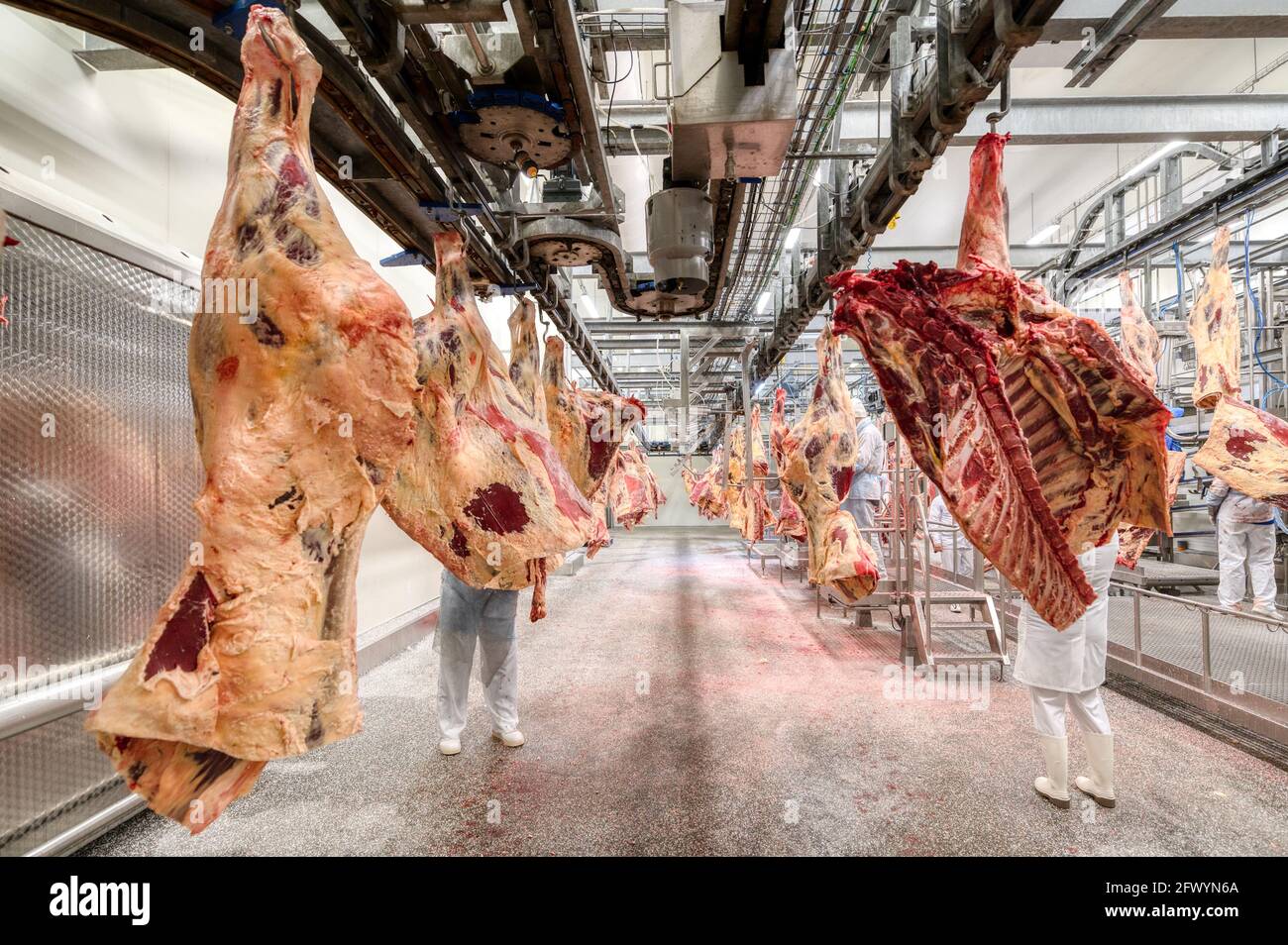 Gehackte Rinderkadaver. Förderband für Kuhkadaver, Fleischproduktion Stockfoto