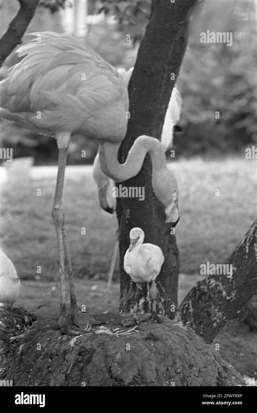 Roter Flamingo, geboren in Artis. Mutter mit jungen, 4. Juli 1968, Flamingos, Mütter, Niederlande, Presseagentur des 20. Jahrhunderts, Foto, Nachrichten zum erinnern, Dokumentarfilm, historische Fotografie 1945-1990, visuelle Geschichten, Menschliche Geschichte des zwanzigsten Jahrhunderts, Momente in der Zeit festzuhalten Stockfoto